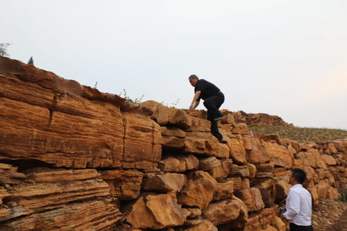金银花开九间棚 技术转让铺就山区产业振兴路